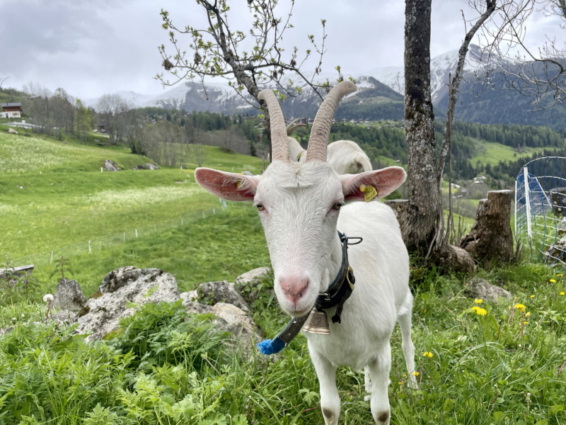 Wallis-Bellwald-Ziege