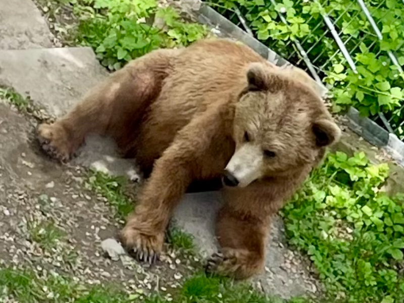 Braunbär-in-Bern