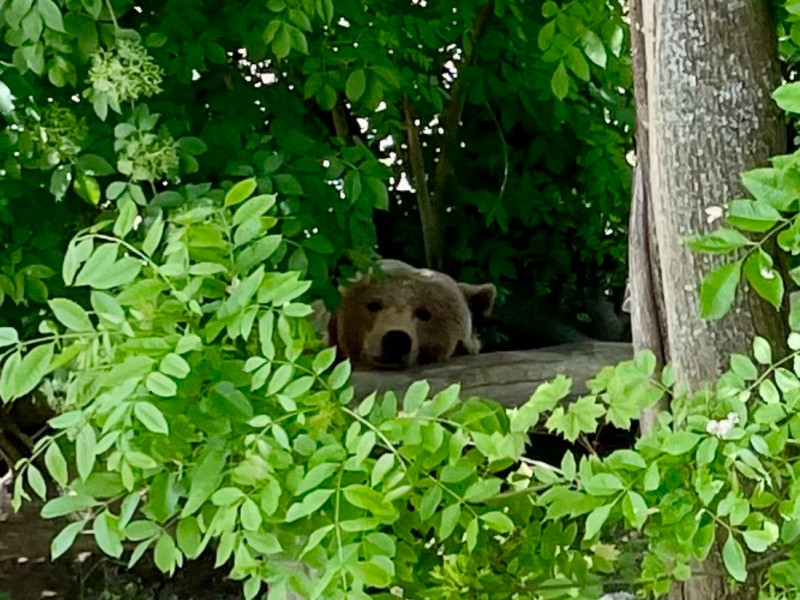 Braunbär-in-Bern