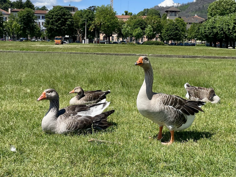 Angera-Enten