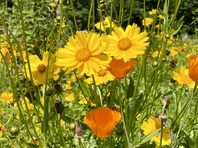Angera-Blumen