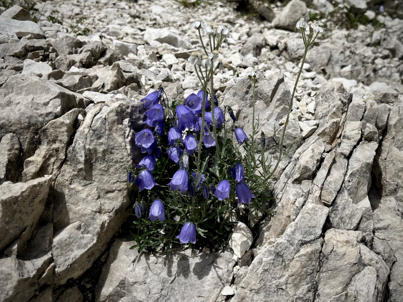 Rosengarten-Südtirol