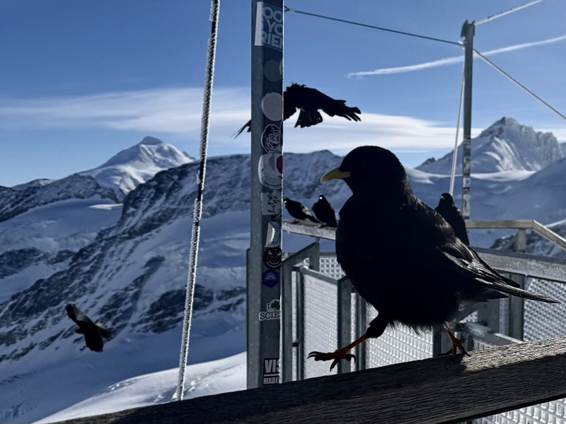 Top-of-Europe-Alpendohle