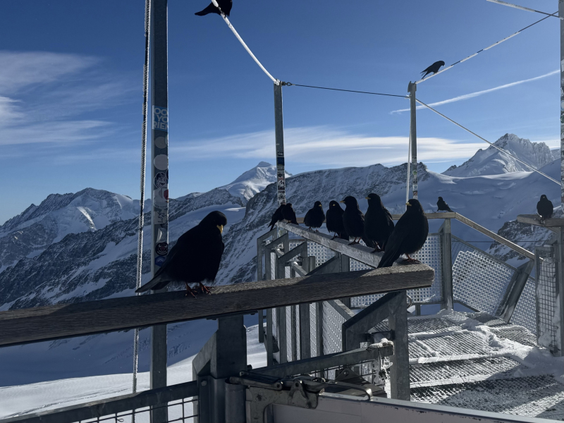 Top-of-Europe-Alpendohlen