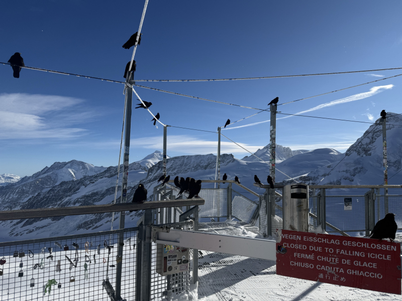 Alpendohlen-auf-dem-Geländer