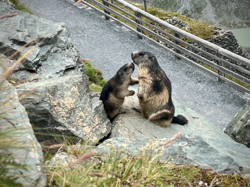 Murmeltiere