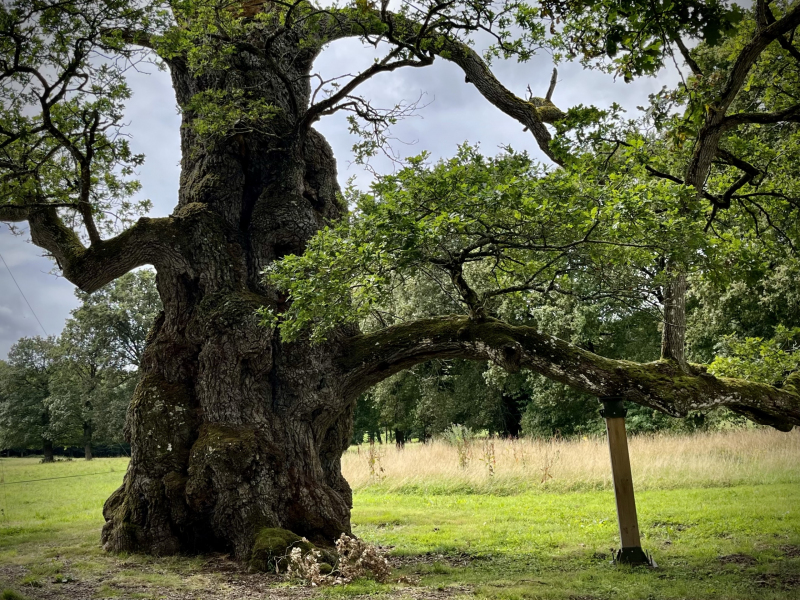 Zauberbaum