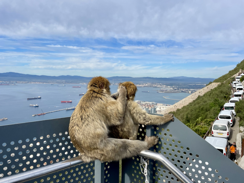 Gibraltar-Affe