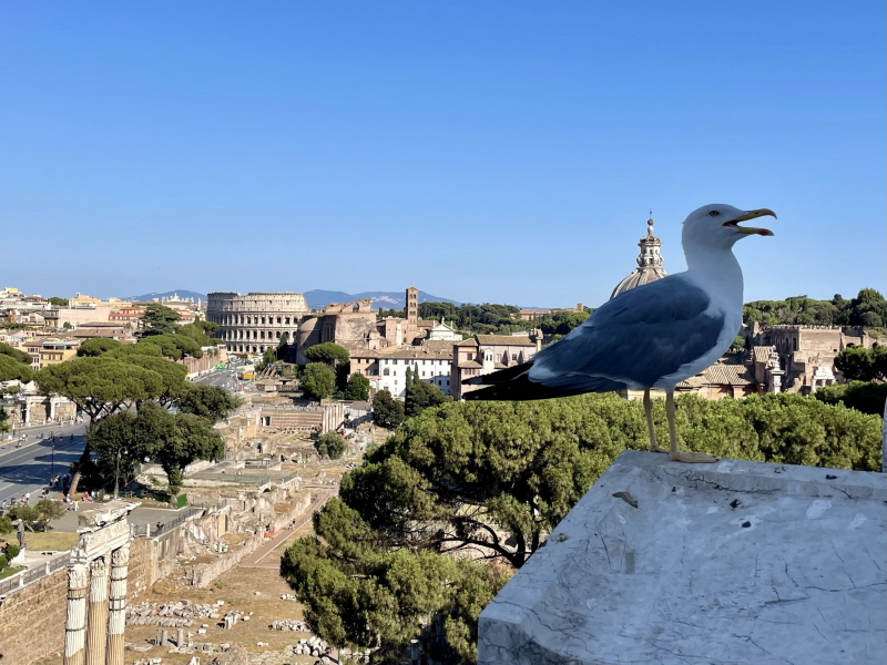 Aussicht-vom-Vittorio-Denkmal