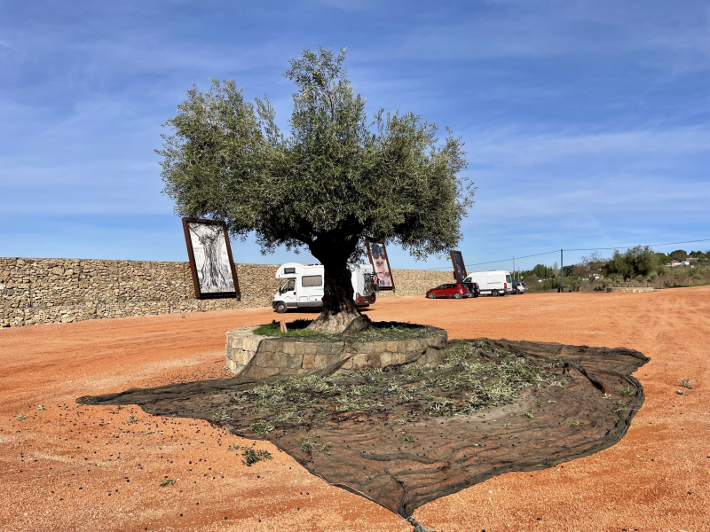 Ronda-Olivenplantage-LA-Organic