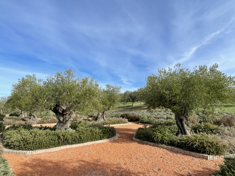 Ronda-Olivenplantage-LA-Organic