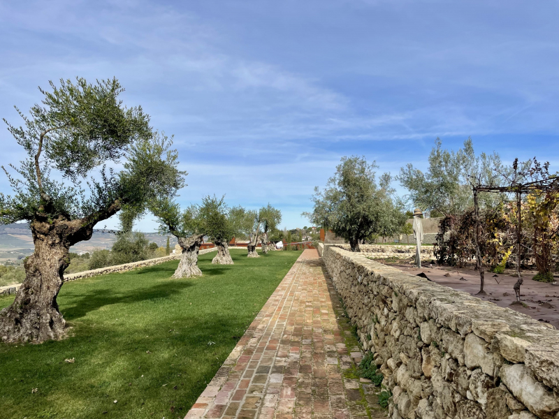 Ronda-Olivenplantage-LA-Organic