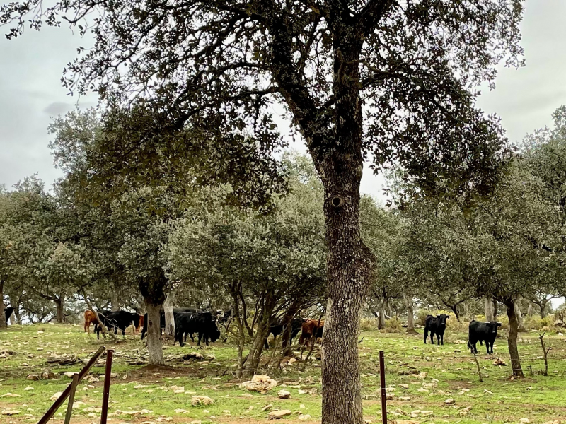 Ronda-Reservatauro