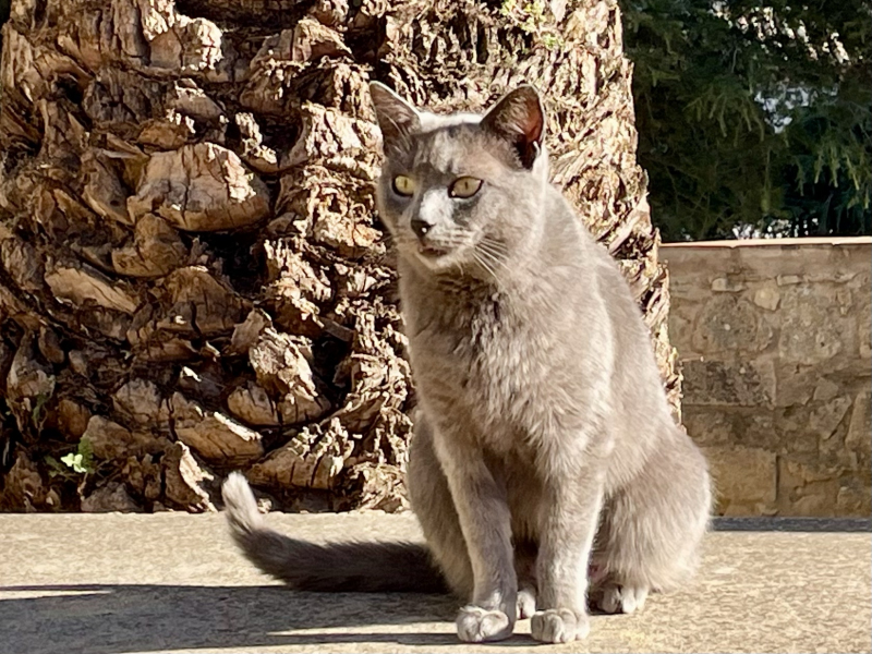 Ronda-Gartenanlage-Katze
