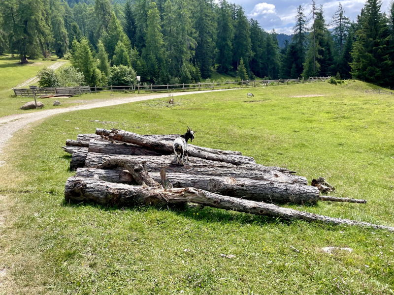 Marinzen-Alm-Wanderweg