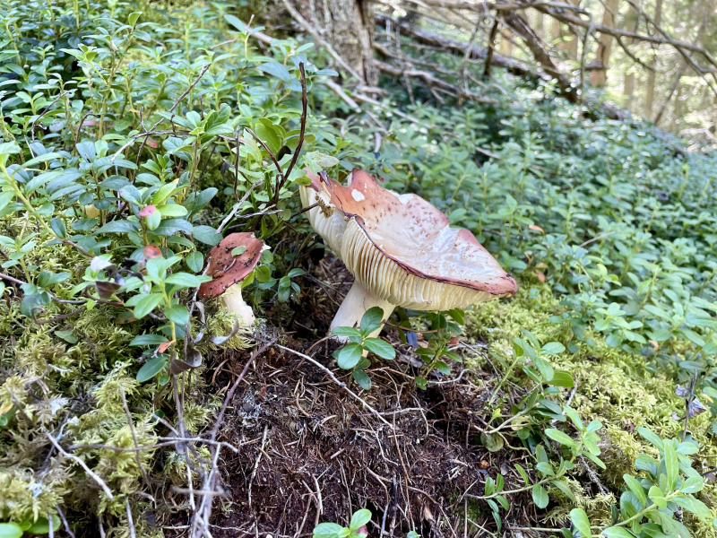 Rein-in-Taufers